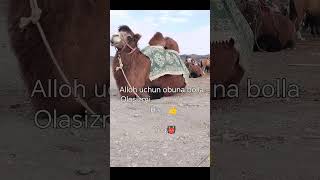 #МудростьИслама  #Дуа  #ИсламСегодня#shorts #shortvideo #uzbek #foryou #automobile #shortvideo
