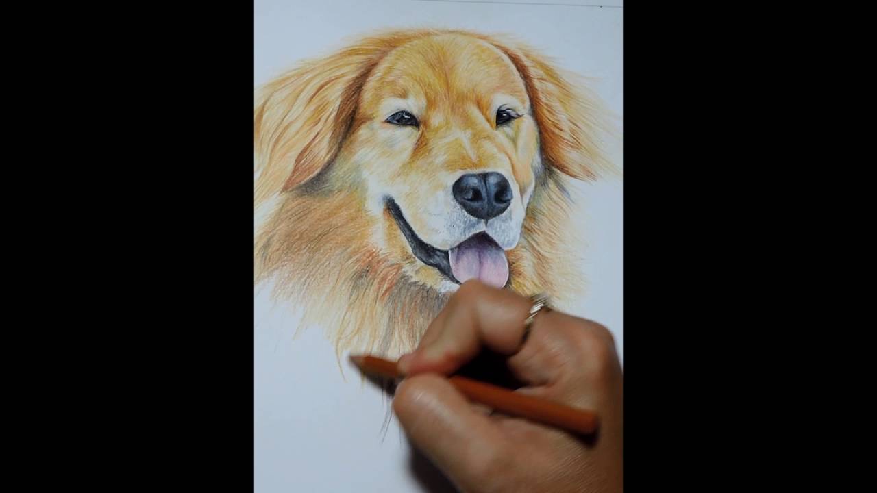 desenhe animais com lápis 