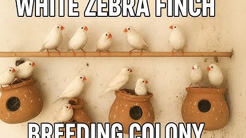 White Zebra Finch Breeding Colony 🐦✨ Eggs, Chicks & Happy Breeding Moments!