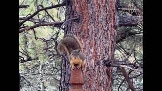 Fox Squirrel Tail-talk