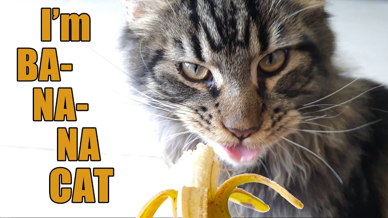 Cat and Bananas - Cute and Funny Cat Video 