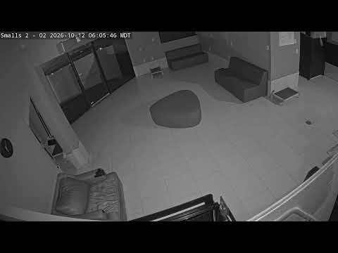DogMode: Small Dogs Inside #1