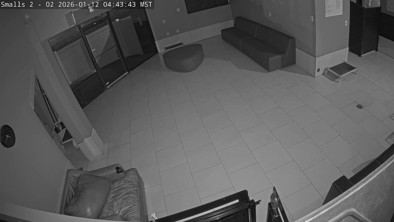 DogMode: Small Dogs Inside #1