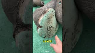 How Elephants Get Foot Care