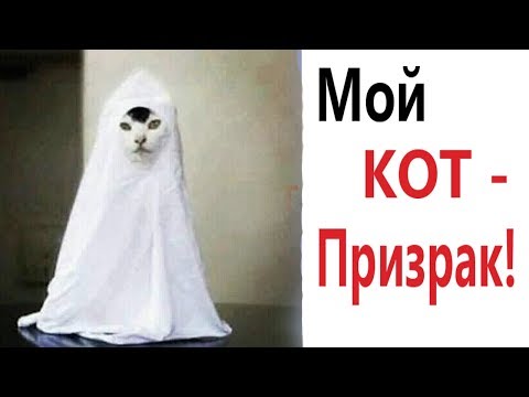 Лютые приколы. СТРАШИЛКИ – МОЙ КОТ ПРИЗРАК!!! РЖАКА до слёз! САМОЕ СМЕШНОЕ ВИДЕО! - Domi Show