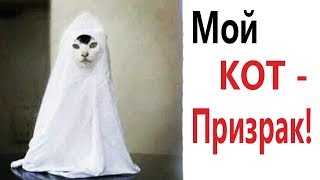 Лютые приколы. СТРАШИЛКИ – МОЙ КОТ ПРИЗРАК!!! РЖАКА до слёз! САМОЕ СМЕШНОЕ ВИДЕО! - Domi Show Лютые приколы. СТРАШИЛКИ – МОЙ КОТ ПРИЗРАК!!! РЖАКА до слёз! САМОЕ СМЕШНОЕ ВИДЕО! - Domi Show