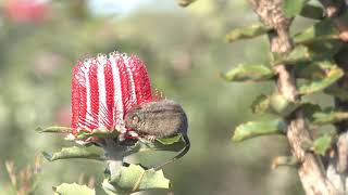 Extraordinary, tiny Honey Possum eats nectar from a spectacular Scarlet Banksia flower. Extraordinary, tiny Honey Possum eats nectar from a spectacular Scarlet Banksia flower.