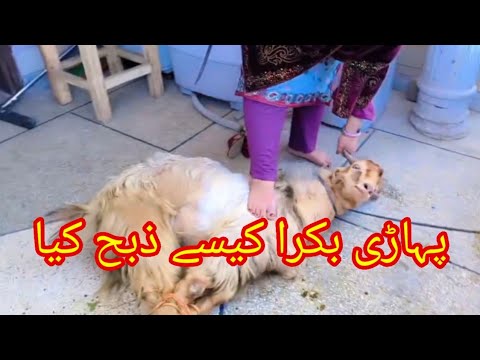 Bakra zibah by anaya