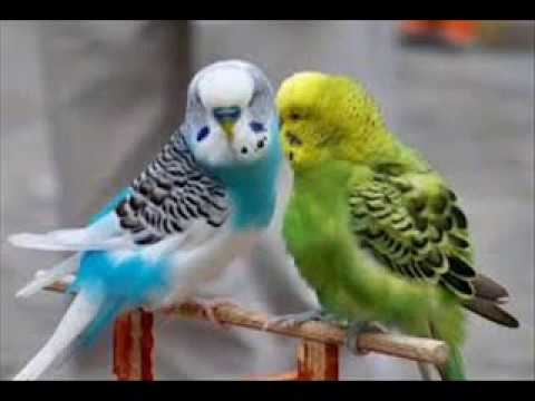 Videó: Hogyan Rajzoljunk Hullámos Papagájt