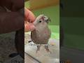 Samara is a parrot princess #parrot #princess #diva #pets