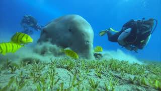 Dugong | Abu Dabab | 26.09.2022