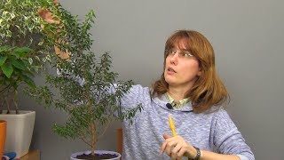 видео Мирт уход в домашних условиях: подкормка и пересадка растения