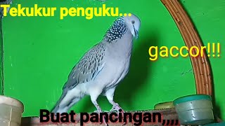 Suara burung tekukur,,,penguku cocok buat pancingan..