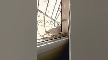 حمامة معششة بنافذة 