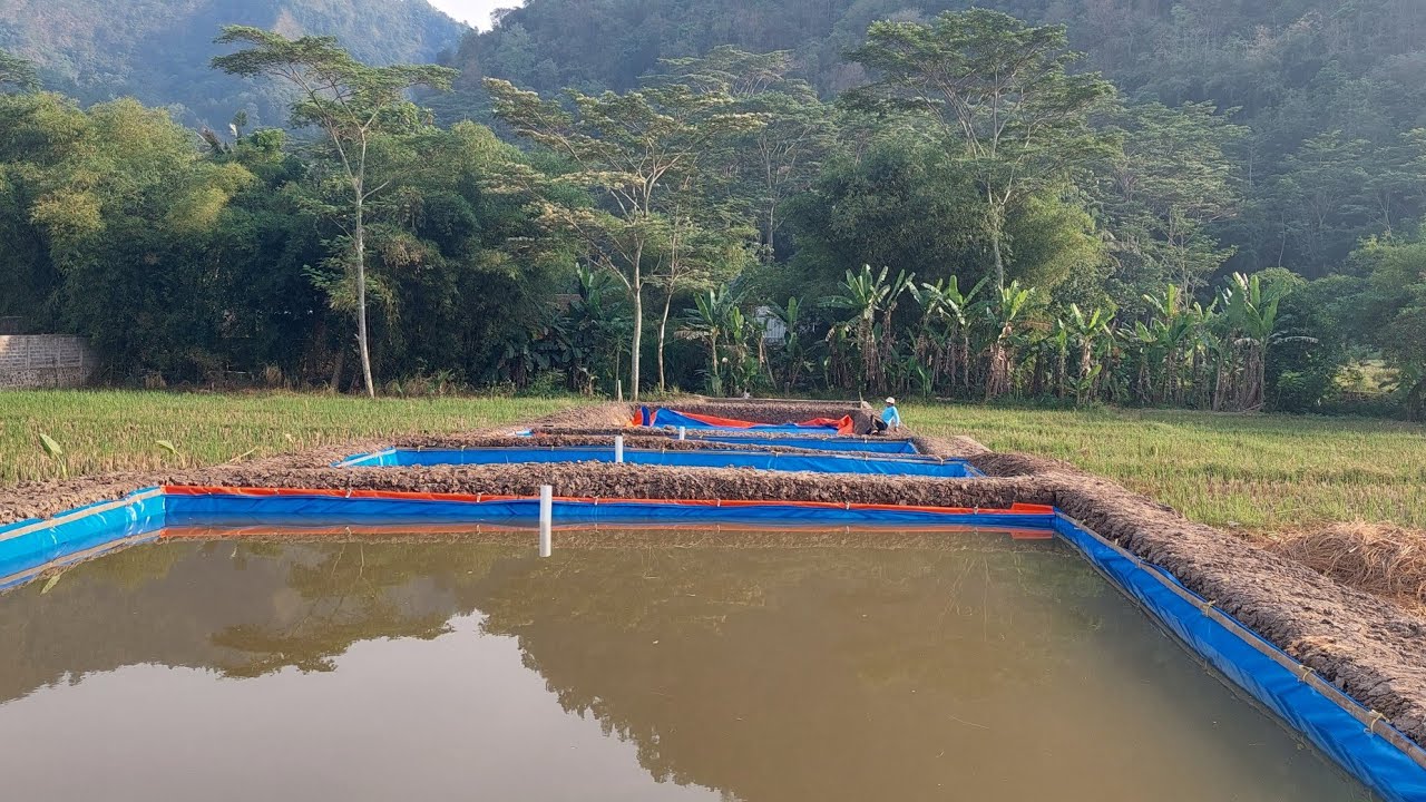 Cara Hemat Membuat Kolam Ikan Gurame Sistem Terpal