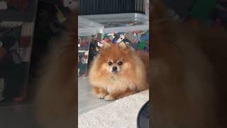 Shila the pom is living her best life