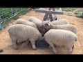 Managing Sheep - Small Farms Style