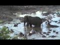 Hippo vs. Elephant Tanzanie 2009