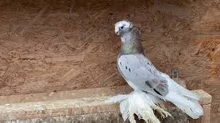 Uzbek Pigeons/Usbekische Tauben/Узбекские голуби🕊