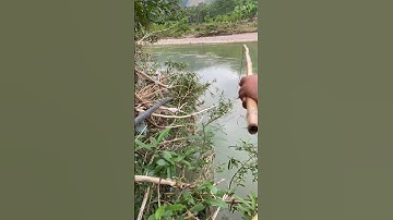 Câu Cá Sông Tự Nhiên #fishing #shorts