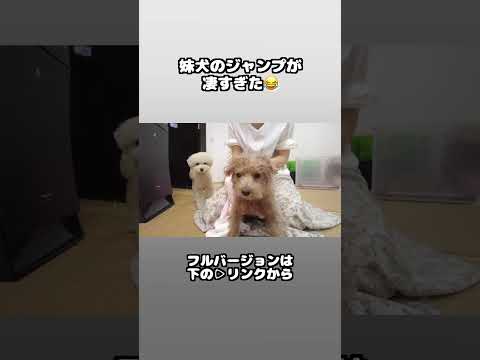 愛犬のジャンプが凄すぎたｗ #dog #犬のいる生活 #トイプー #shorts