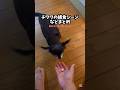 チワワの日常はこんな感じです