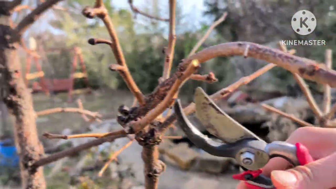 Cách cắt tỉa và thêm chất hữu cơ choa cây hồng giòn trước mùa xuân.