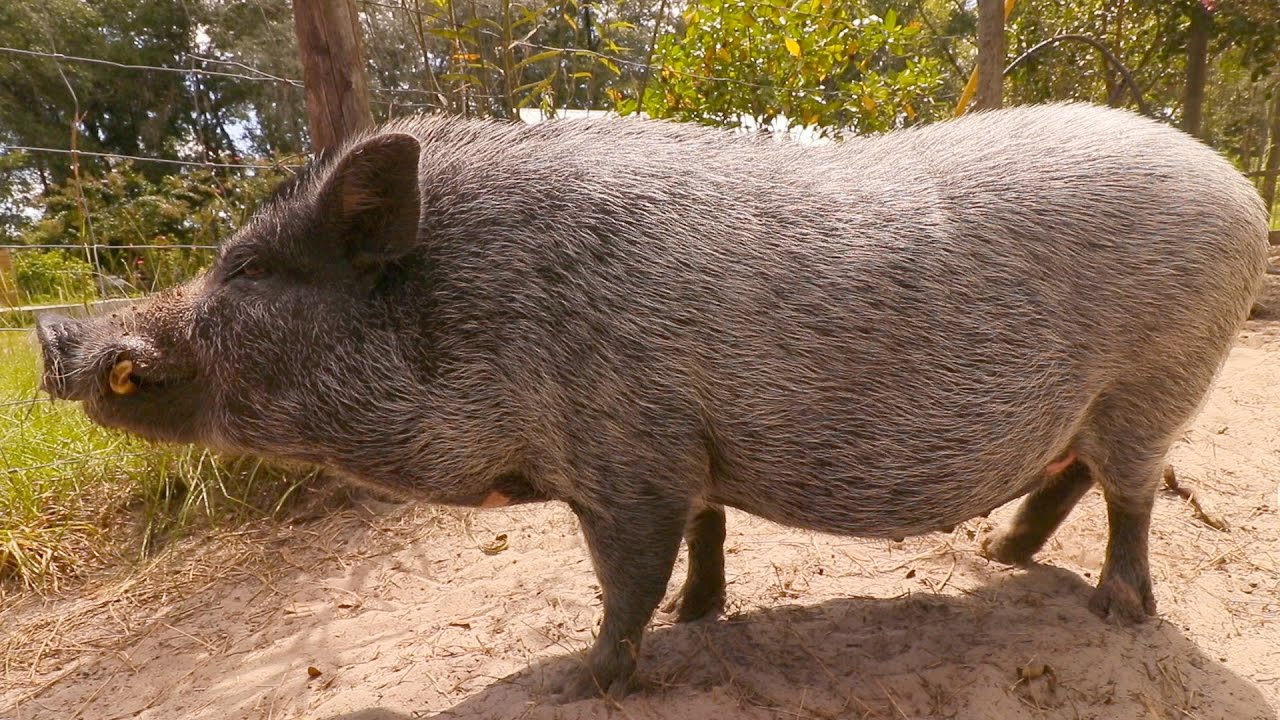 How Much Does It Cost To Own A Potbelly Pig?