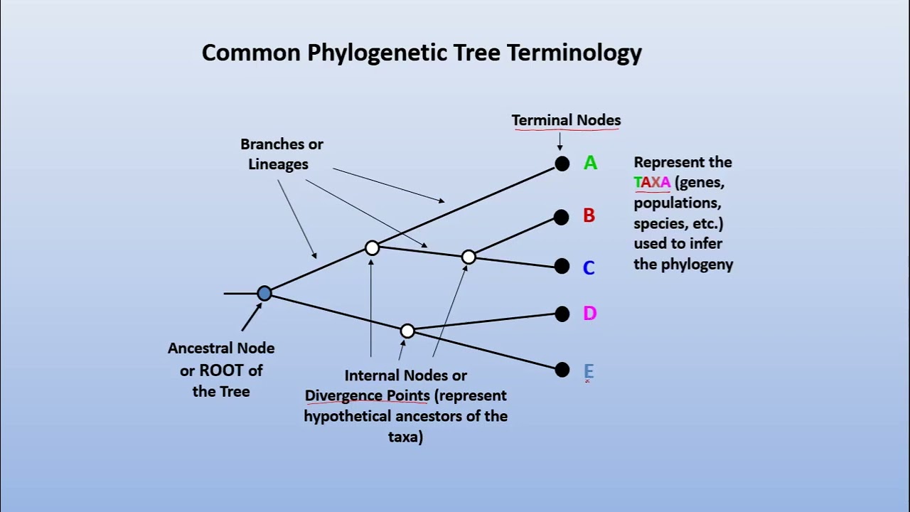 Phylogeny 1 Basic terminologies
