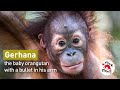 Baby orangutan gerhanas shocking story   four paws australia