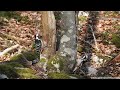 Whitebacked woodpeckers fighting