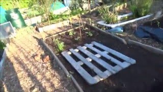 Bretts Allotment Garden Part 28: Plot Tour 15th May 2016