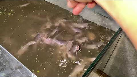 Ikan lele di dalam aquarium usia 31 hari, pelet pf 1000 jadi rebutan lele #kokkalai #ternaklele #fyp