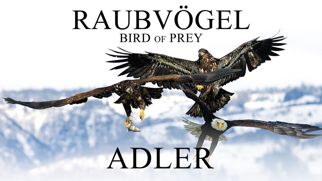 Raubvögel - Adler