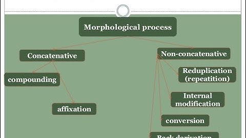 Morphological Processes   Definitions and Examples