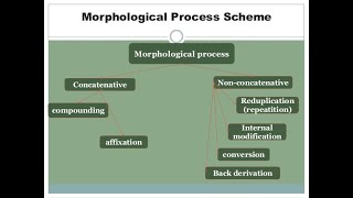 Morphological Processes   Definitions and Examples