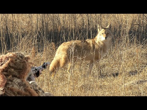 Coyote Hunting Shotgun Double