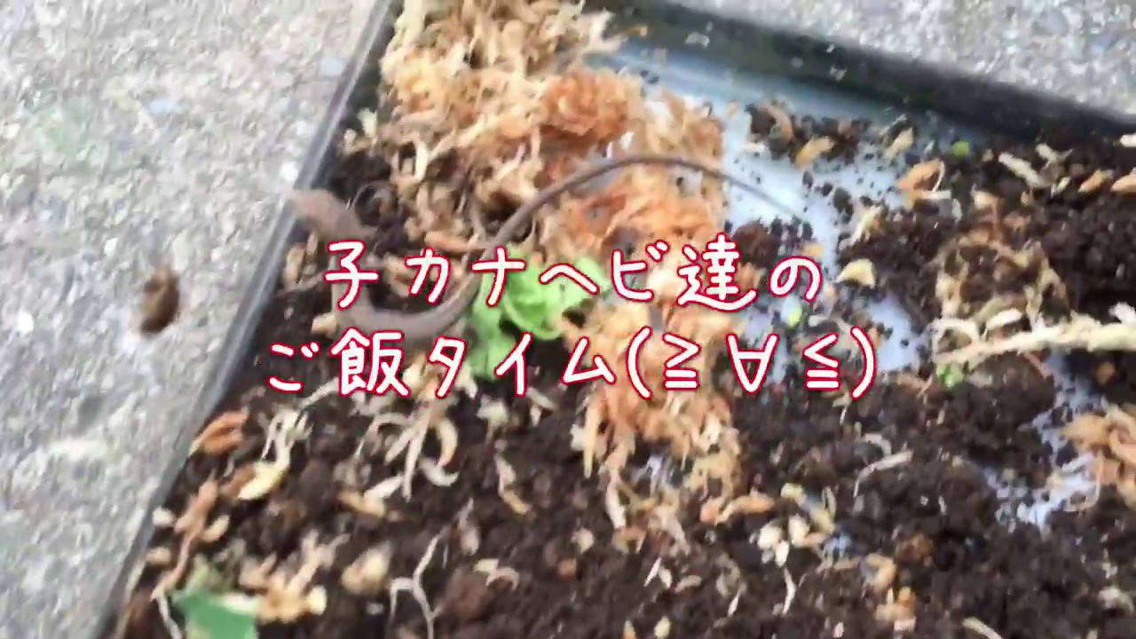 ペット 子カナヘビ達のご飯タイム(≧∀≦)