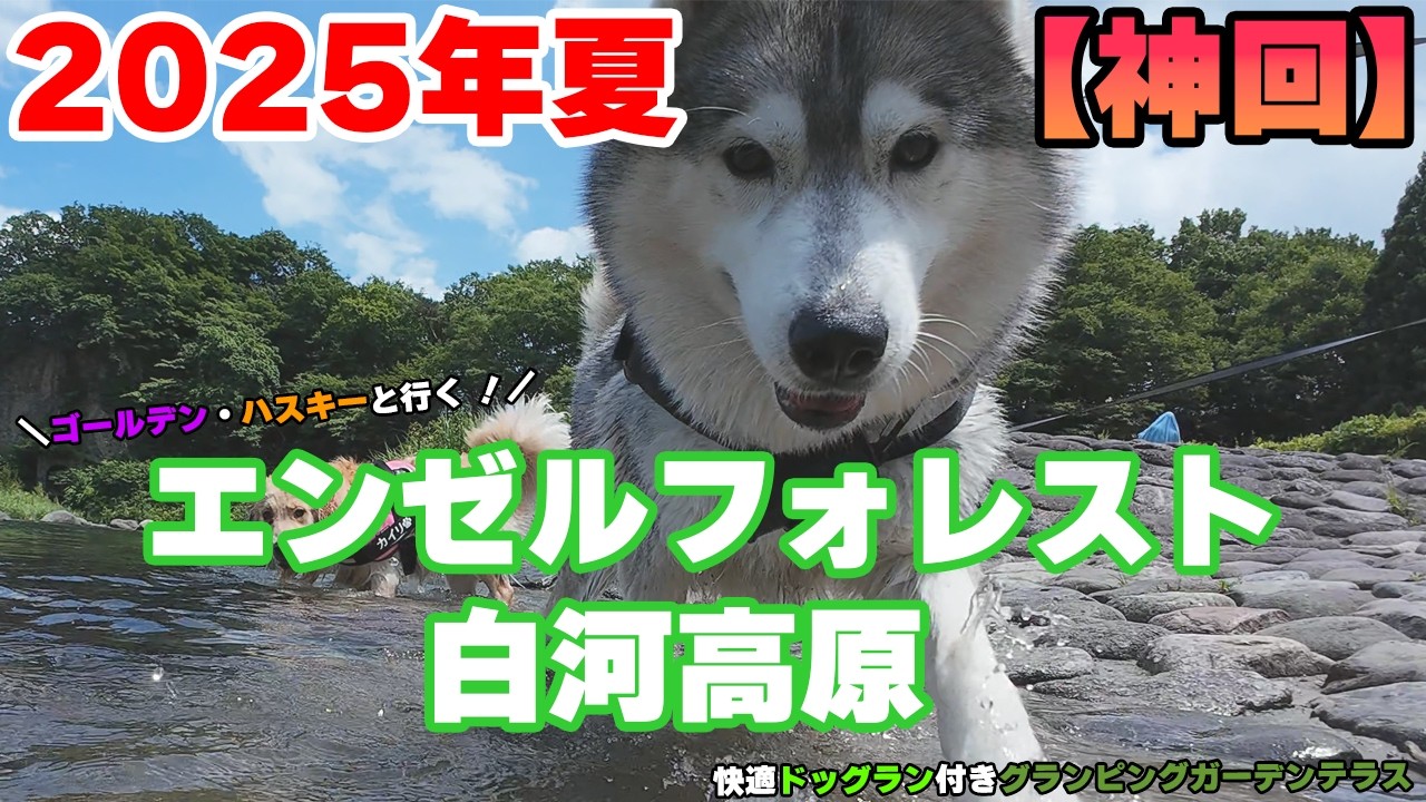【犬連れグランピング】エンゼルフォレスト白河高原（旧那須白河）へ。シベリアンハスキーと行く温泉、広大ドッグラン付きコテージ宿泊記Vlog