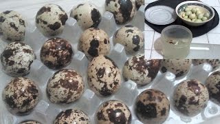 How to peel quail eggs faster and easier