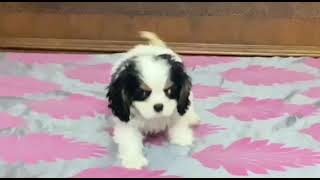 Cavalier King Charles Spaniel Puppy in India Doggies Divine India by Doggies Divine 914 views 1 year ago 45 seconds