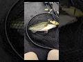 Delta Glide Bait Bass #fishing #bassfishing #delta