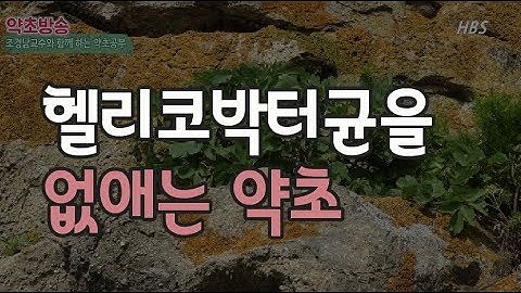 헬리코박터균을 죽이는 약초 자소엽 차즈기 차조기의 효능[약초방송]