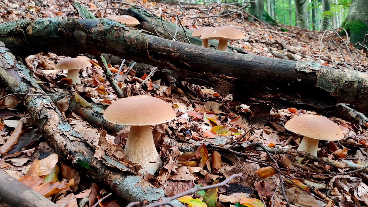 Скільки білих грибів можна знайти за раз?