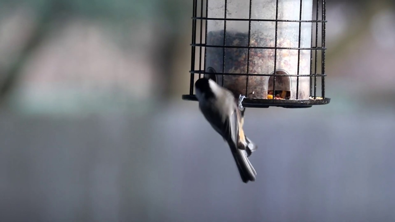 Watch 208 bird feeder on YouTube Watch 208 bird feeder on YouTube