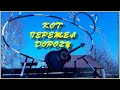 Кот перешел дорогу. Короткая песня о главном.