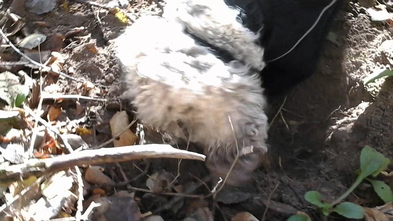 Лаготто Романьоло ищет трюфели