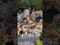 Die andere Gartenbahn darf auch auf die neue Strecke - Test A #gartenbahn #train #miniature