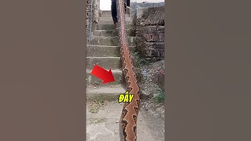 LOÀI RẮN DÀI NHẤT THẾ GIỚI  #matkinhcan #amazingfacts