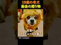 捨てられた18歳の老犬、最後の贈り物 #shorts #犬 #保護犬